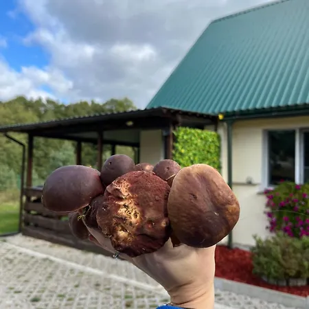 „pod Zielonym Dachem” *